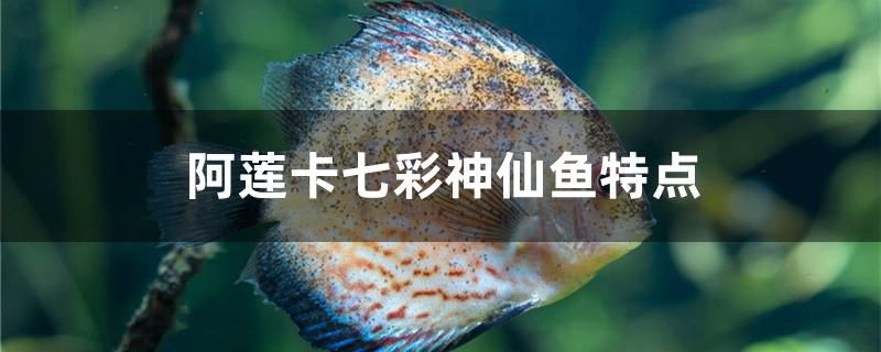 阿蓮卡七彩神仙魚有哪些特點(diǎn)