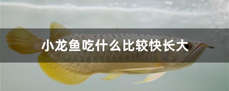 小龍魚吃什么比較快長大