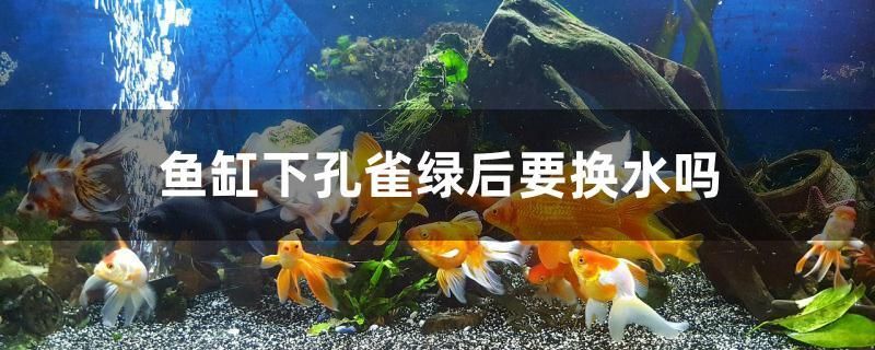 魚缸下孔雀綠后要換水嗎 藍(lán)底過(guò)背金龍魚