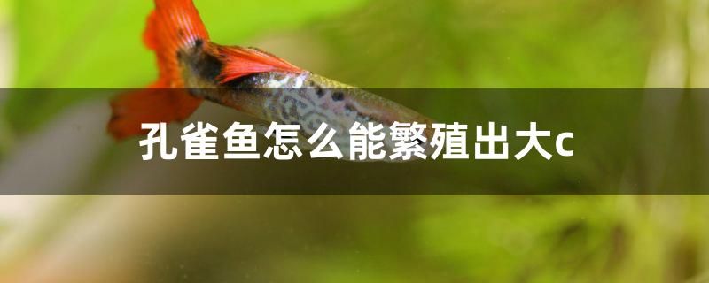 孔雀魚怎么能繁殖出大c 戰(zhàn)車紅龍魚