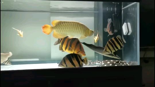 魚缸水族箱1.2米夠用嗎（12米水族箱多重） 其他品牌魚缸