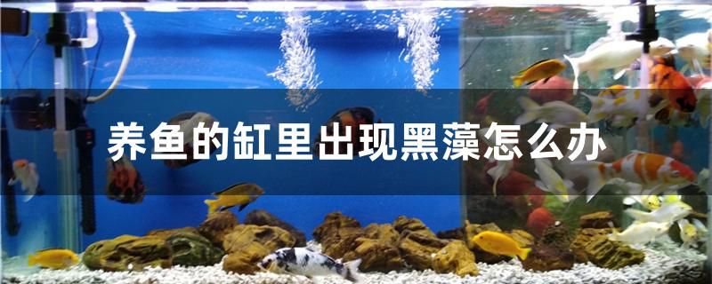 養(yǎng)魚的缸里出現(xiàn)黑藻怎么辦