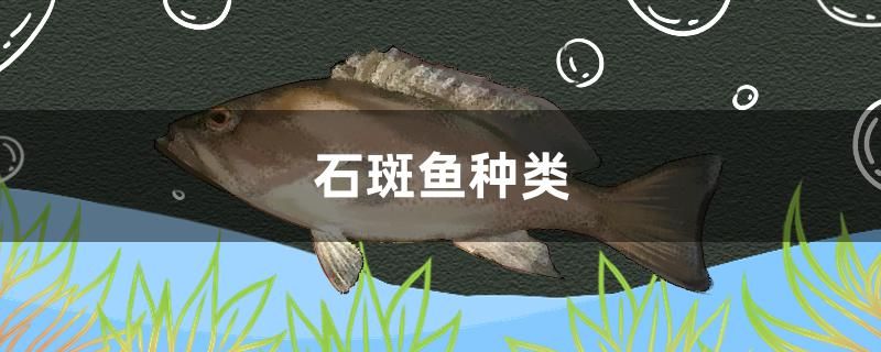 石斑魚(yú)種類有哪些