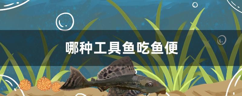 哪種工具魚吃魚便 羽毛刀魚苗