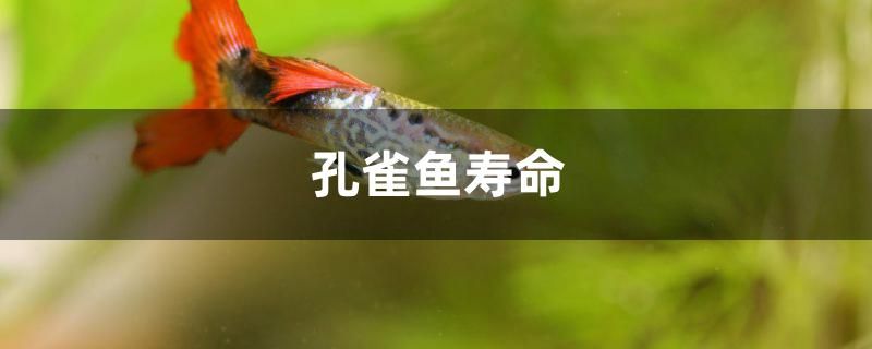 孔雀魚壽命多久 粗線銀版魚苗