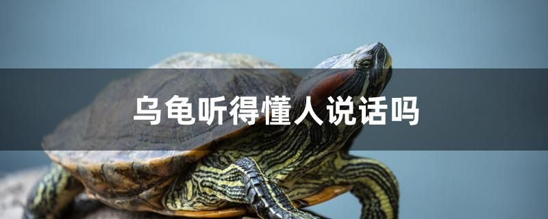 烏龜聽(tīng)得懂人說(shuō)話嗎