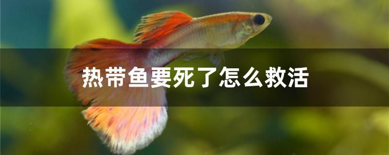 熱帶魚(yú)要死了怎么救活