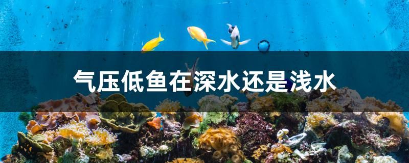 氣壓低魚在深水還是淺水 夢(mèng)幻雷龍魚