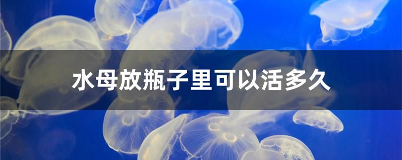 水母放瓶子里可以活多久 錦鯉魚(yú)百科