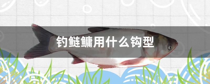 釣鰱鳙用什么鉤型 祥龍水族護理水