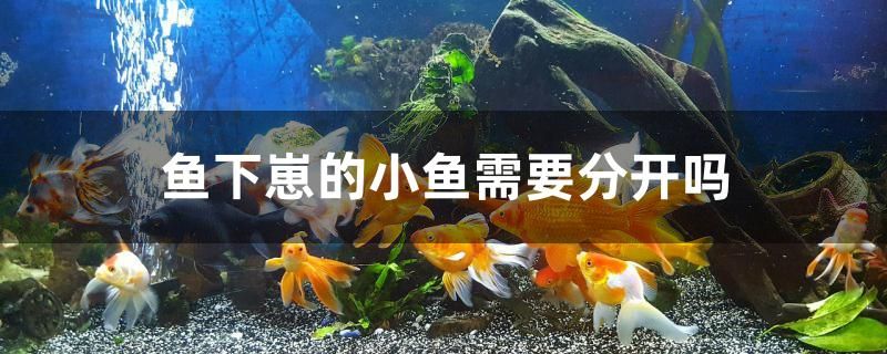 魚下崽的小魚需要分開嗎 斑馬鴨嘴魚