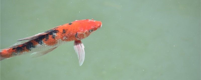 魚食沒了喂什么代替魚飼料有哪些 星點金龍魚