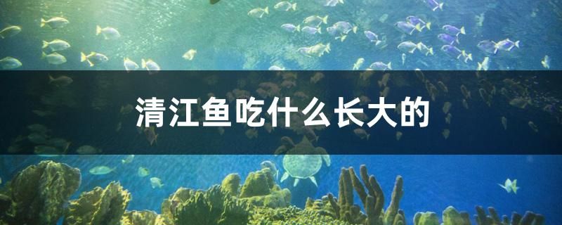 清江魚吃什么長大的