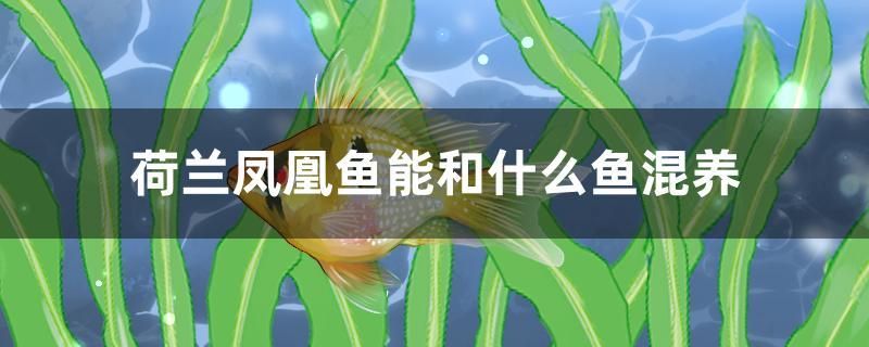 荷蘭鳳凰魚(yú)能和什么魚(yú)混養(yǎng) 眼斑魚(yú)