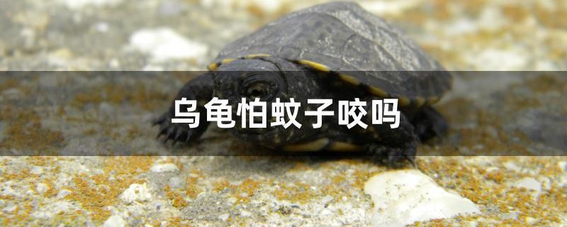 烏龜怕蚊子咬嗎 祥龍金禾金龍魚