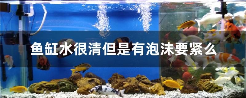 魚缸水很清但是有泡沫要緊么 鐵甲武士