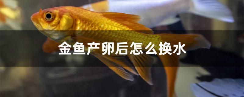 金魚(yú)產(chǎn)卵后怎么換水