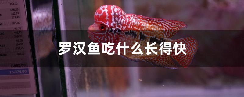 羅漢魚吃什么長(zhǎng)得快 大正錦鯉魚