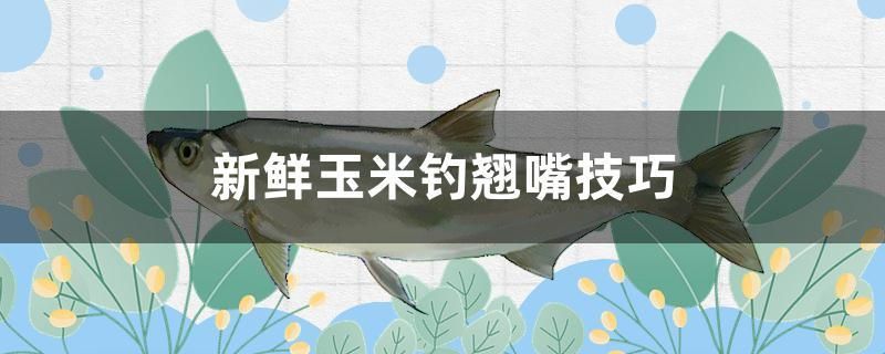 新鮮玉米釣翹嘴技巧 祥龍金禾金龍魚