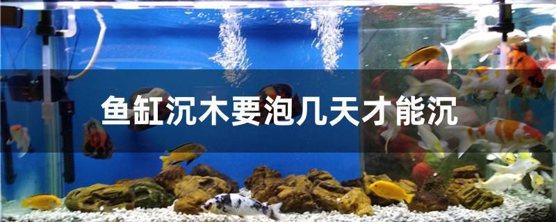 魚缸沉木要泡幾天才能沉 水族世界