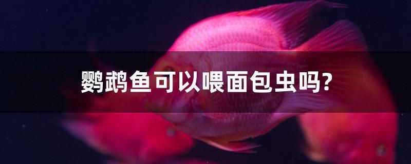 鸚鵡魚可以喂面包蟲嗎？