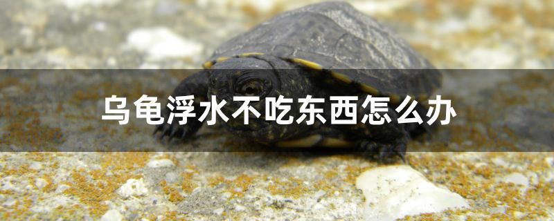 烏龜浮水不吃東西怎么辦