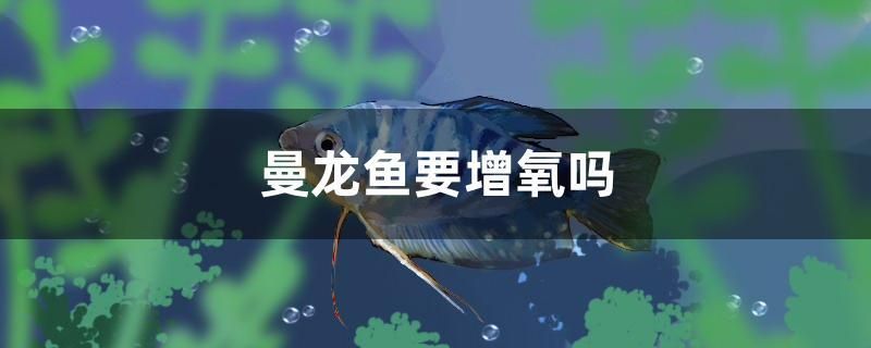 曼龍魚要增氧嗎