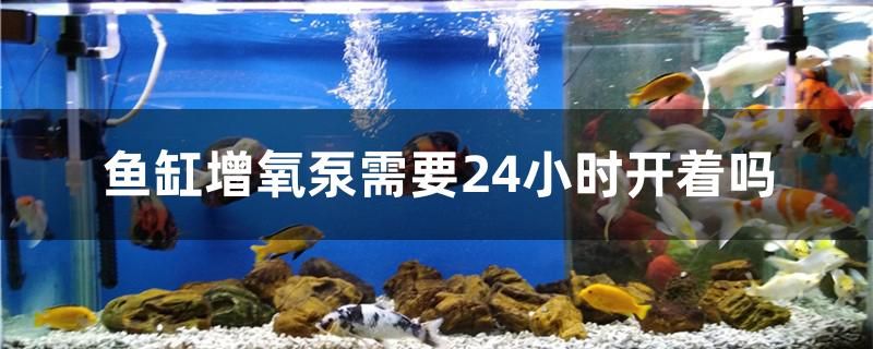 魚缸增氧泵需要24小時開著嗎 白子銀版魚