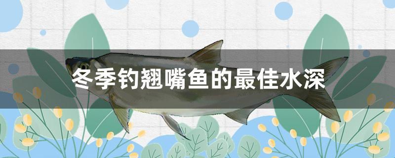 冬季釣翹嘴魚的最佳水深 廣州龍魚批發(fā)市場