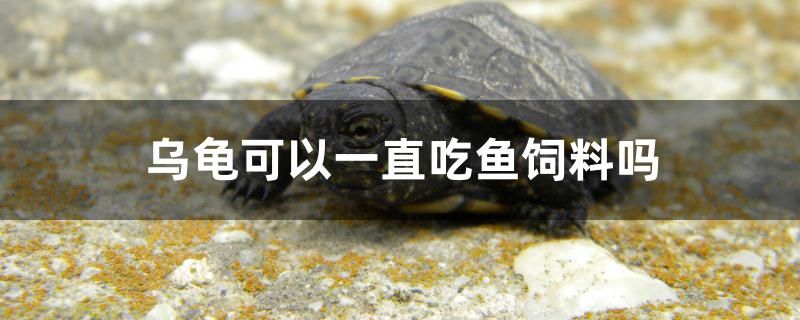 烏龜可以一直吃魚(yú)飼料嗎