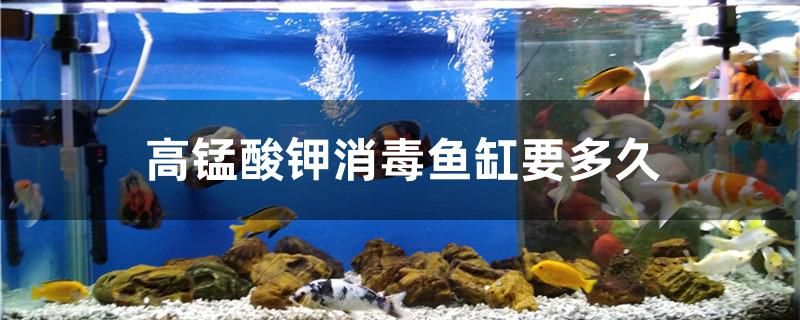 高錳酸鉀消毒魚缸要多久 奈及利亞紅圓點(diǎn)狗頭