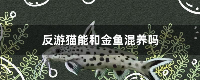 反游貓能和金魚混養(yǎng)嗎 白子黃化銀龍魚