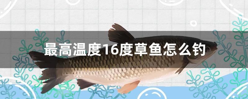 最高溫度16度草魚(yú)怎么釣 馬來(lái)西亞燕窩