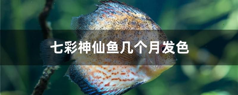 七彩神仙魚(yú)幾個(gè)月發(fā)色 印尼紅龍魚(yú) 第1張