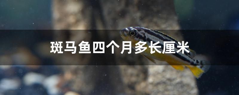 斑馬魚四個月多長厘米