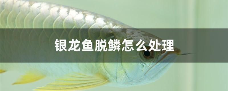 銀龍魚脫鱗怎么處理 黃寬帶蝴蝶魚