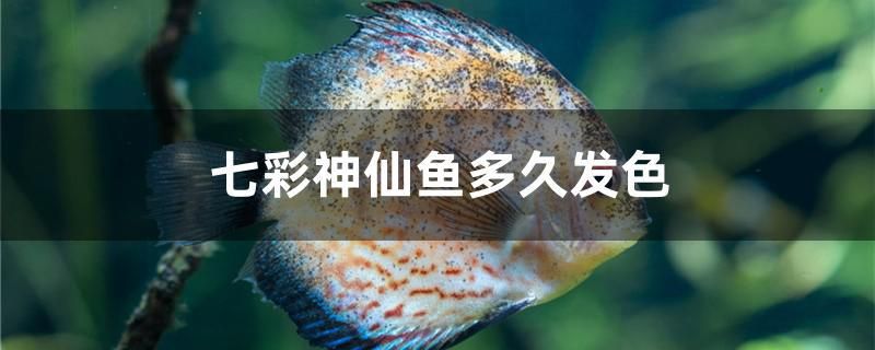 七彩神仙魚多久發(fā)色 三色錦鯉魚