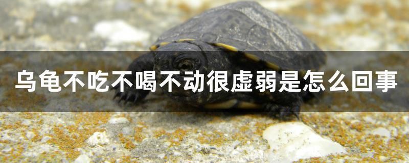 烏龜不吃不喝不動(dòng)很虛弱是怎么回事 紅魔王銀版魚