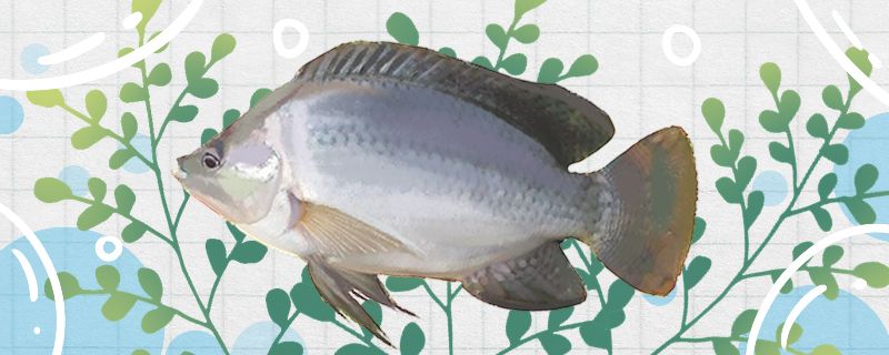 羅非魚(yú)和鯽魚(yú)一樣嗎有什么區(qū)別 委內(nèi)瑞拉奧里諾三間魚(yú)