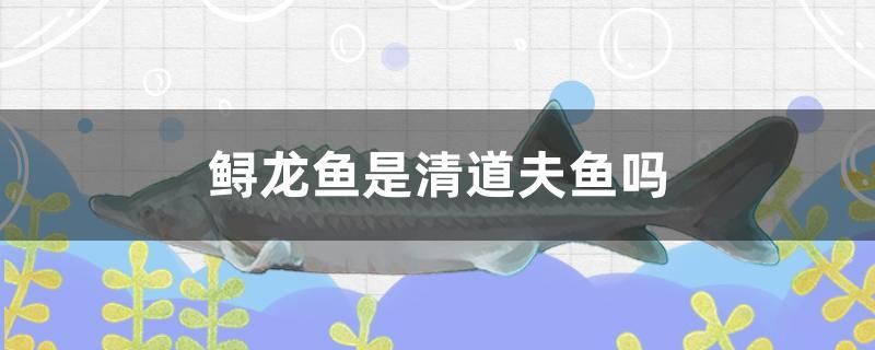 鱘龍魚是清道夫魚嗎