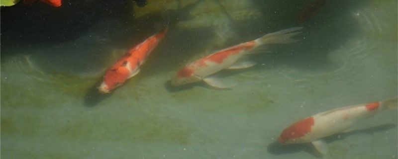 魚塘冬天要天天喂魚嗎冬季魚塘如何管理 彩鰈魚缸（彩蝶魚缸）