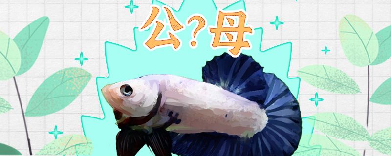 將軍斗魚(yú)怎么分公母公母能一起養(yǎng)嗎 雪龍魚(yú)