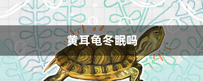 黃耳龜冬眠嗎 觀賞魚魚苗