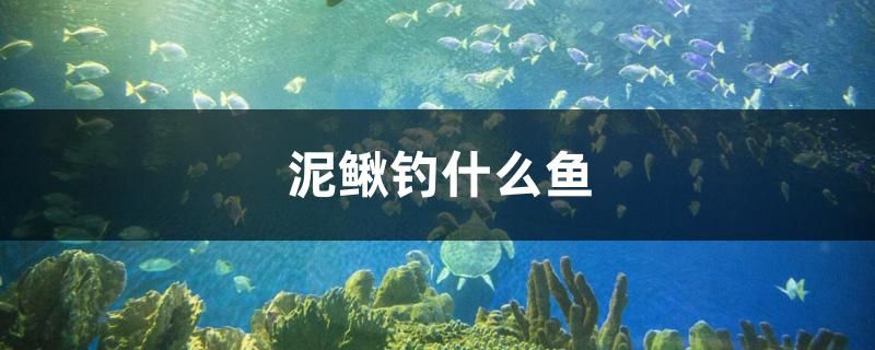 一米2的魚缸寬度多少合適 一米二長(zhǎng)的魚缸多少錢 祥龍赫舞紅龍魚