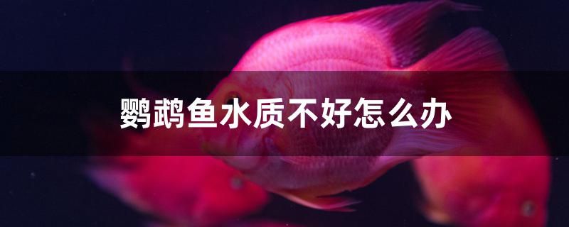 鸚鵡魚水質(zhì)不好怎么辦 泰國虎魚