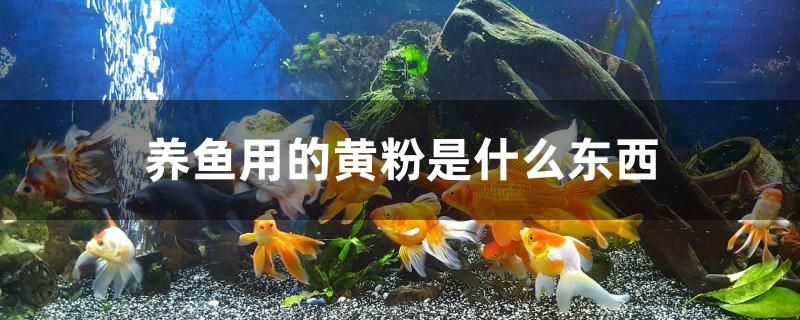 養(yǎng)魚用的黃粉是什么東西 黃金河虎魚