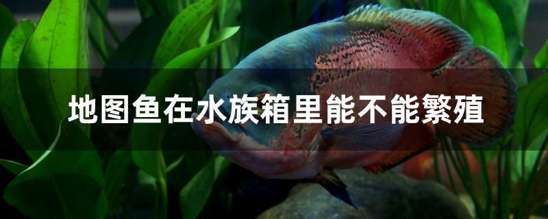 地圖魚在水族箱里能不能繁殖