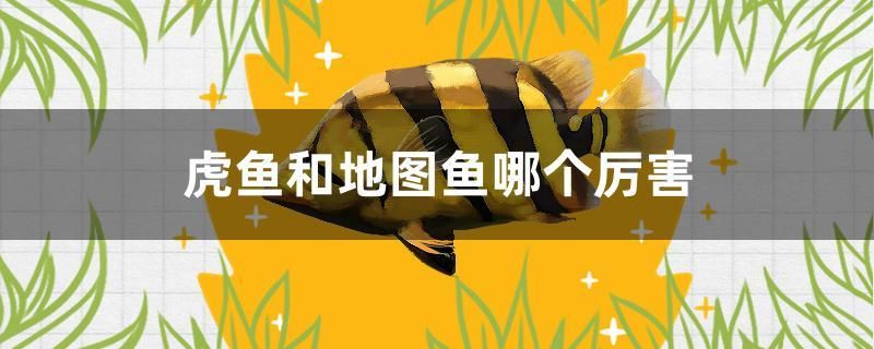 虎魚(yú)和地圖魚(yú)哪個(gè)厲害 銀河星鉆魚(yú)