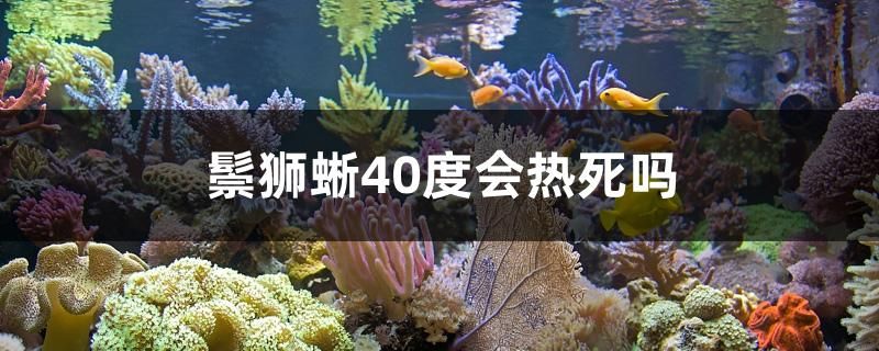 鬃獅蜥40度會(huì)熱死嗎