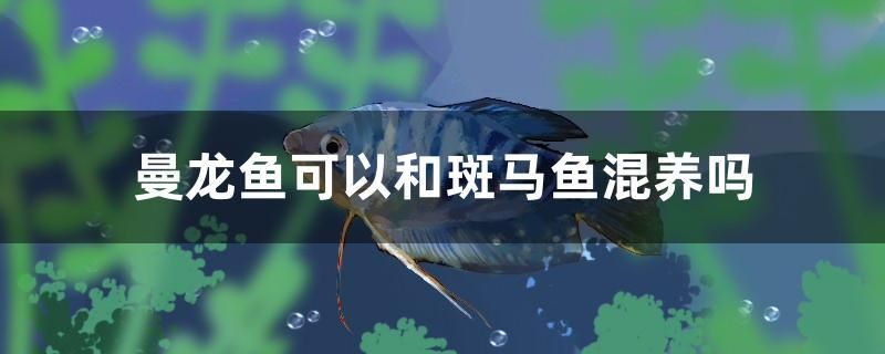 曼龍魚可以和斑馬魚混養(yǎng)嗎